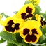 Pansy F1 Yellow with Blotch Hybrid 2L Pot BeddingAlternative Image2